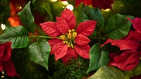 Poinsettia background. Free public domain CC0 photo.