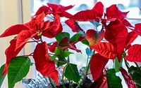 Red Poinsettias