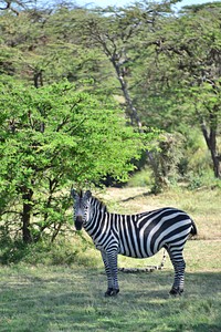 Zebra