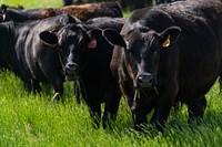 Aberdeen Angus grazing at Fauque Farm. Producers Korey and Wendy Fauque of Fauque Farm incorporate a rotating, intensive grazing system to create more ground cover and healthier soil. Toole County, Montana. June 2020. Original public domain image from Flickr