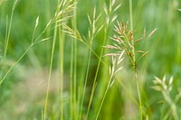 Producers of Fauque Farms plant carbon rich crops including winter wheat, malt barley, spring wheat and pulses. Pulses (legumes) help build nitrogen in the soil. Fauque Farms, Toole County, Montana. June 2020. Original public domain image from Flickr