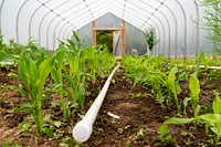 High Tunnel on Fleshman Farm. Installed in May 2020 through financial assistance of NRCS, EQIP (Environmental Quality Incentives Program). PVC pipe irrigation used in corn plant rows of high tunnel. Fleshman Farm. June 2020, Teton County, Montana. Original public domain image from Flickr