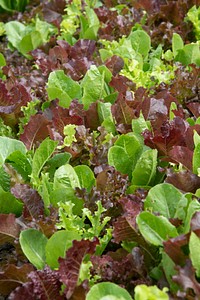 Mixed leafy greens growing at Green Bexar Farm, in Saint Hedwig, Texas, near San Antonio, on Oct 17, 2020.