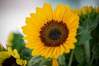 Green Bexar Farm sunflowers sold at the Pearl Farmers Market in San Antonio, Texas, on Oct 24, 2020.