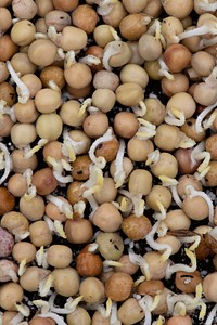 Pea sprouts at Green Bexar Farm, in Saint Hedwig, Texas, near San Antonio, on Oct 17, 2020.