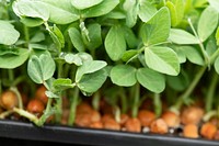 These pea sprouts are a few days away from harvest at Green Bexar Farm, in Saint Hedwig, Texas, near San Antonio, on Oct 17, 2020.