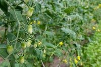 Grape tomatoes grow in high tunnels, and irrigated with micro-irrigation tapes at Green Bexar Farm, in Saint Hedwig, Texas, near San Antonio, on Oct 17, 2020.