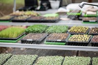 Micro Micro-greens and sprouts are watered in this commercially purchased high tunnel greenhouse at Green Bexar Farm, in Saint Hedwig, Texas, near San Antonio, on Oct 17, 2020.