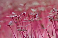 Amaranth sprouts at Green Bexar Farm, in Saint Hedwig, Texas, near San Antonio, on Oct 17, 2020.