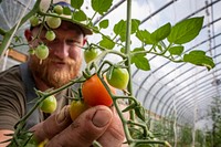 Cody Scott harvests grape tomatoes at Green Bexar Farm, in Saint Hedwig, Texas, near San Antonio, on Oct 21, 2020.