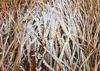 Frost on Dead Grass