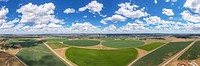 Malt barley raised on Kuntz farm for Molson/Coors.