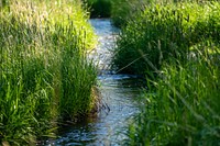 Through EQIP, NRCS worked with landowner, David Lyons, to restore this section of Moore Creek.