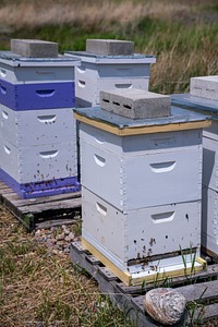 Bees. Pollinators for farm/ranch. David Lyons, landowner. Madison County, MT. June 2020. Original public domain image from Flickr