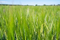 Malt barley raised on the Michael family farm.