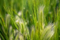 Malt barley raised on the Michael family farm.