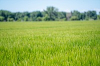 Malt barley raised on the Michael family farm.