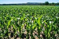 Silage corn grown on the Michael family farm.