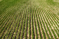 Silage corn grown on the Michael family farm.