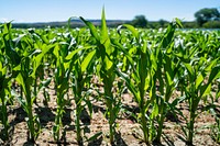 Silage corn grown on the Michael family farm.