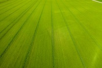 Malt barley on the Michael family farm.