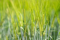 Malt barley on the Michael family farm.