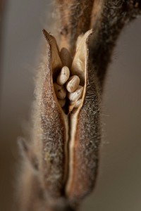 Sesame seeds in their capsules, from Schirmer Farms in Batesville, TX, on October 31, 2020. The plant needs to be dry for the mechanical harvester system to work. USDA Photo by Lance Cheung. Original public domain image from Flickr