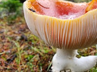 Fly agaric, Mt. Baker-Snoqualmie National Forest. Photo by Anne Vassar November 23, 2020. Original public domain image from Flickr