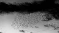 Flock of birds flying in a sky, monotone. Original public domain image from Flickr