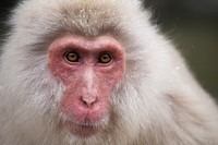 Nagano snow monkey, animal photography. Free public domain CC0 image.