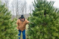 Allen Royer, who co-owns Wagoner Christmas Tree Farm in Putnam County, Indiana, shows off a tree growing on the farm Dec. 14, 2020. (Indiana NRCS photo by Brandon O'Connor). Original public domain image from Flickr