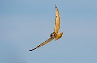 Short-eared owl flies along the old historic Route 66 near bison overlook at the USDA's Forest Service Midewin National Tallgrass Prairie, Illinois. Original public domain image from Flickr