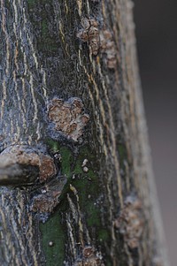 Citrus canker stem lesions found during survey work in Houston, Texas.USDA photo by David Bartels. Original public domain image from Flickr