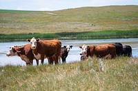 Cattle grazing near a lake. Original public domain image from <a href="https://www.flickr.com/photos/160831427@N06/50723514243/" target="_blank">Flickr</a>