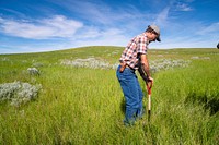 NRCS Area Resource Conservationist Mark Henning digs a hole to observe soil structure on perennial hay ground. Field was rested last year. Ray Banister Ranch, Wibaux County, Montana. June 2020. Original public domain image from Flickr