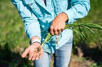 Marni Thompson, NRCS Area Resource Conservationist shows the soil's biology at work -- roots covered in soil and soil aggregate starting to form which affects water infiltration. Linker Farms, Judith Basin County, Montana. June 2020. Original public domain image from Flickr