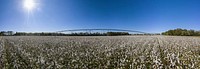 Pivot irrigated cotton field, near harvest time, South Carolina, on Nov. 18, 2020. USDA Media by Lance Cheung. Original public domain image from Flickr