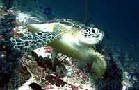 Sea turtle swimming in ocean. Original public domain image from Flickr