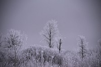 Frosty trees. Original public domain image from Flickr