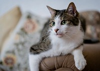 Cat lounging on a couch. Original public domain image from Flickr