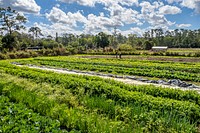 Marty Holman’s mother Peggy Garrett and Elixis Fernandez work a field on Holman’s Harvest Farm, in Loxahatchee Groves, Florida, February 25, 2021.