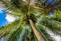 Palm trees on Harvest Farm, in Loxahatchee Groves, Florida, February 25, 2021.Holman raises chickens, cattle, vegetable, and tropical fruit on his 15 acres. USDA/FPAC photo by Preston Keres. Original public domain image from Flickr