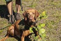 F1K9 Canine Trainer / Instructor Bryan Bice with agricultural disease Detection Dog (in-training) Kos (a Vizsla dog) who strikes his signature pose to indicate a diseased plant in a rows of citrus; part of their work with U.S. Department of Agriculture (USDA) Agricultural Research Service (ARS) scientists from Fort Pierce, FL, to train dogs to detect huanglongbing (HLB; a.k.a. citrus greening) in citrus, squash vein yellowing virus (SqVYV; cause of viral watermelon vine decline) in squash, and tomato chlorotic spot virus (TCSV) in pepper plants at this training session in New Smyrna Beach, FL, on Feb. 25, 2021.