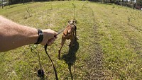 F1K9 Canine Trainer / Instructor Bryan Bice with agricultural disease Detection Dog (in-training) Kos (a Vizsla dog) quickly and accurately inspect rows of citrus plants; part of their work with U.S. Department of Agriculture (USDA) Agricultural Research Service (ARS) scientists from Fort Pierce, FL, to train dogs to detect huanglongbing (HLB; a.k.a. citrus greening) in citrus, squash vein yellowing virus (SqVYV; cause of viral watermelon vine decline) in squash, and tomato chlorotic spot virus (TCSV) in pepper plants at this training session in New Smyrna Beach, FL, on Feb. 25, 2021.