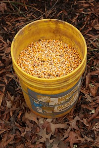 Corn seeds in a bucket. Free public domain CC0 image