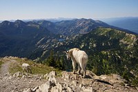Mountain goats at Jewel Basin, Flathead National Forest, Montana. USDA Forest Service photo by Lily Henley. Original public domain image from Flickr