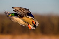 Flying Mallard Arkansas. Original public domain image from Flickr