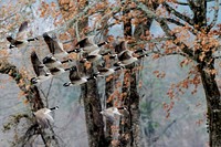 Canada Geese. Original public domain image from Flickr