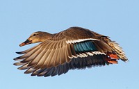 Female Mallard Flying in Arkansas. Original public domain image from Flickr