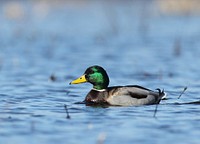 Mallard. Original public domain image from Flickr